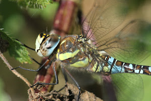 Migrant Hawker