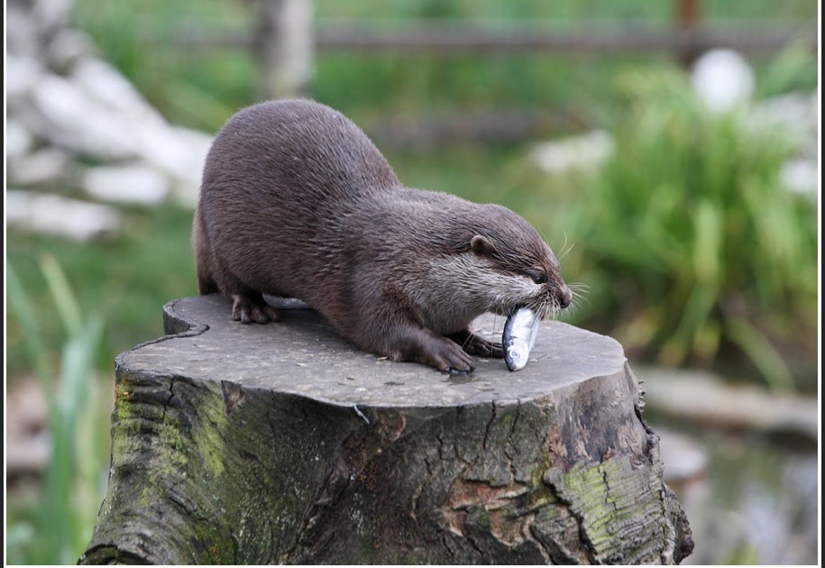Bryan's Photo Blog Otters in Washington