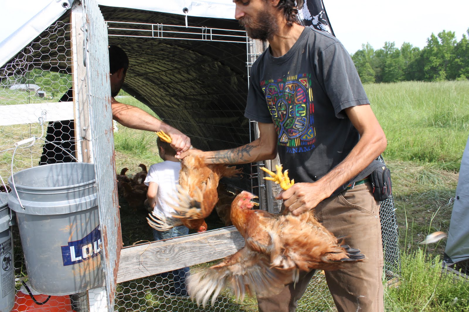 To Dine For My First Chicken Kill