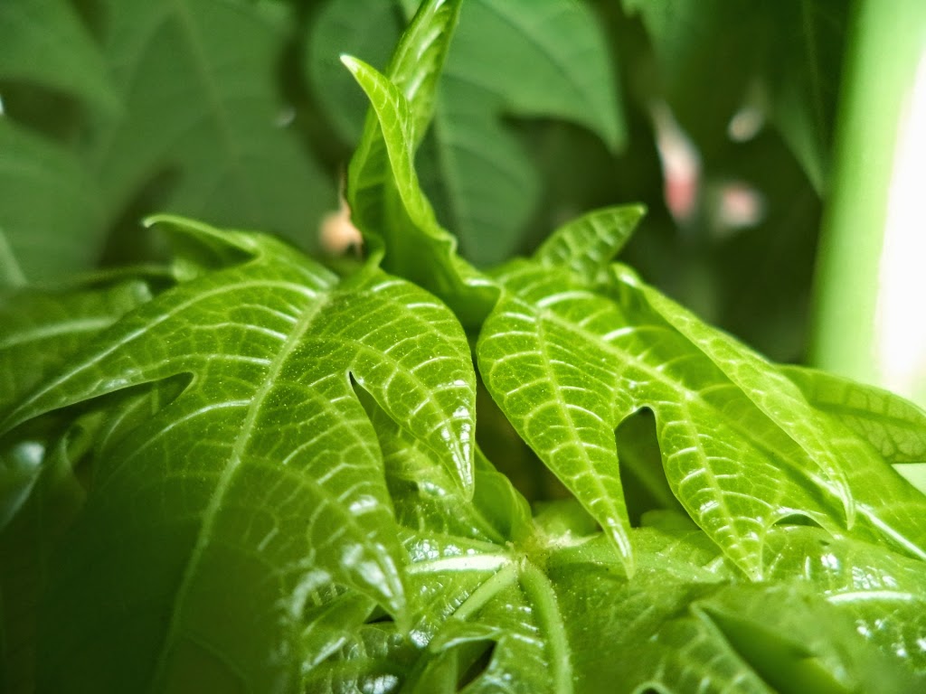 Papaya Bud, Papaya Flowers - closeup, papaya leaf Papaya Bud, Papaya Flowers - closeup, papaya leaf