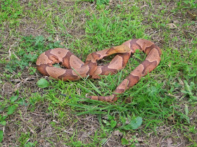 illinois snakes venomous copperhead snake botanizer road