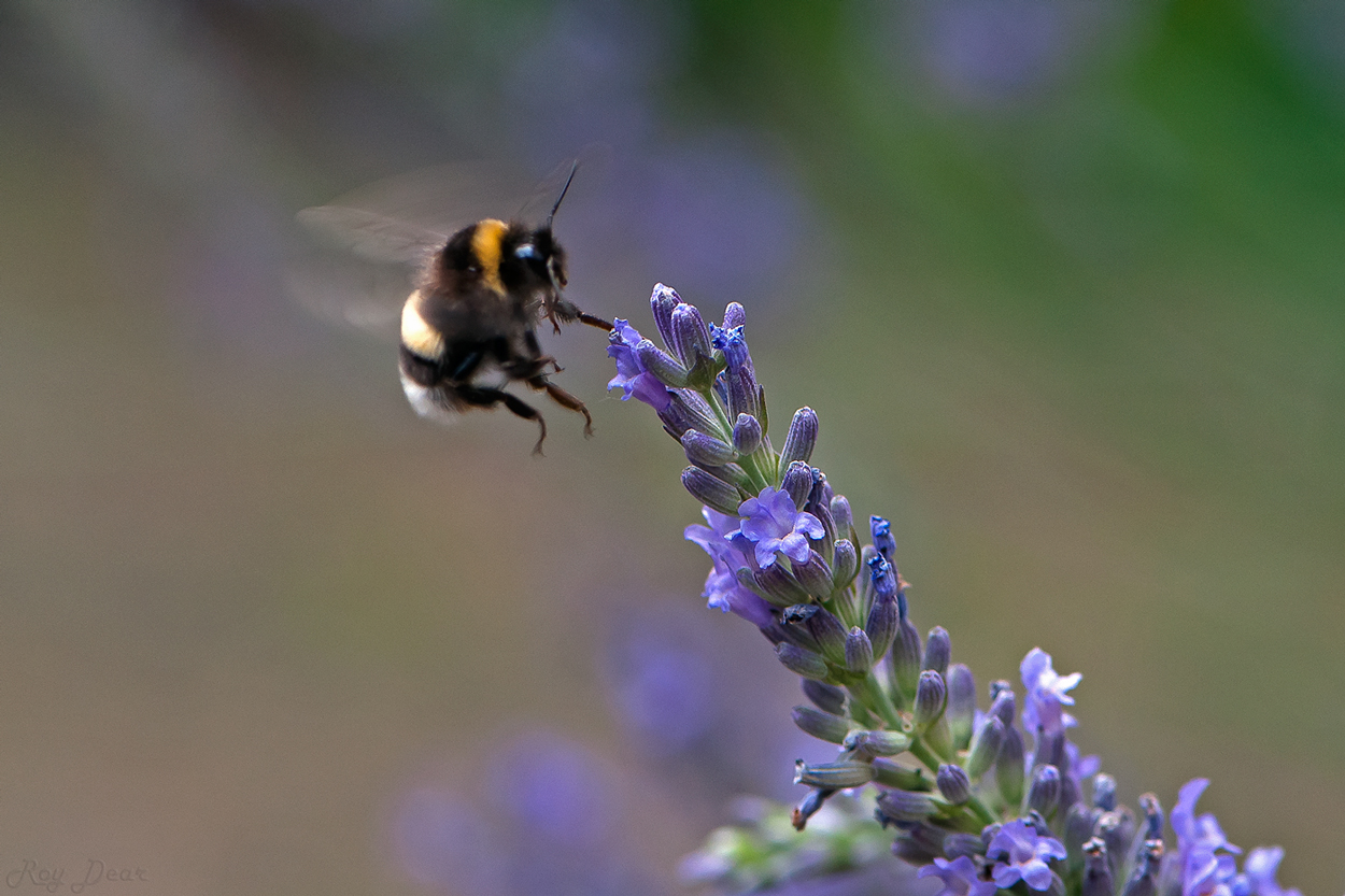 Foto's Hommel