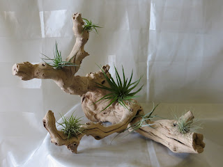 air plants