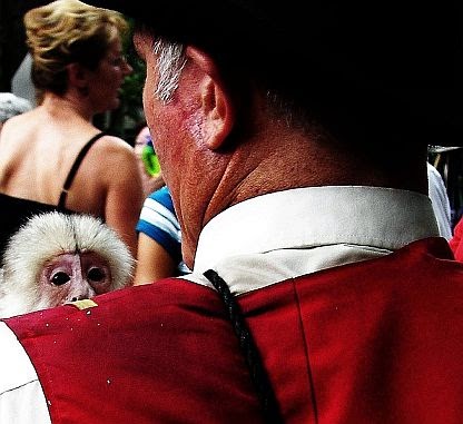 Behind Monkey