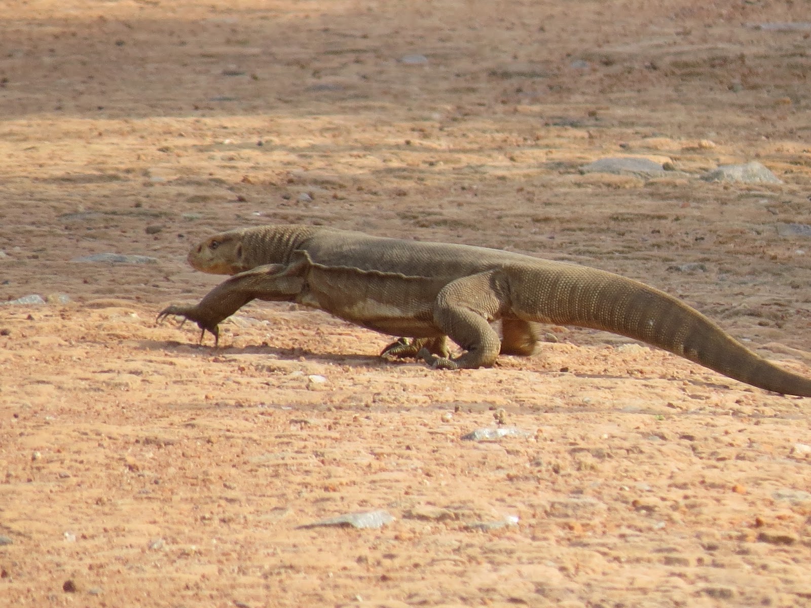 Birds in Delhi(India) Monitor Lizard