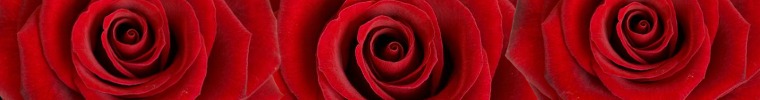 RedRosesBanner.jpg