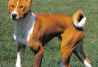 BASENJI