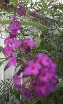 Beechwood Landscape Architecture And Construction Day Of The Buddleia