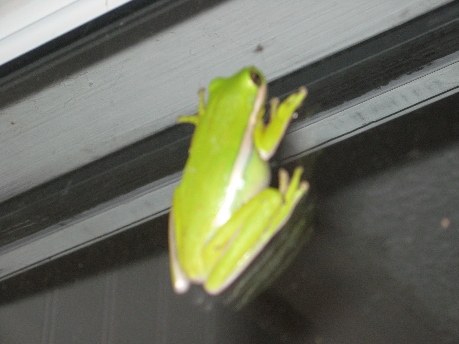 Prime Pest Solutions: Green Tree Frogs!
