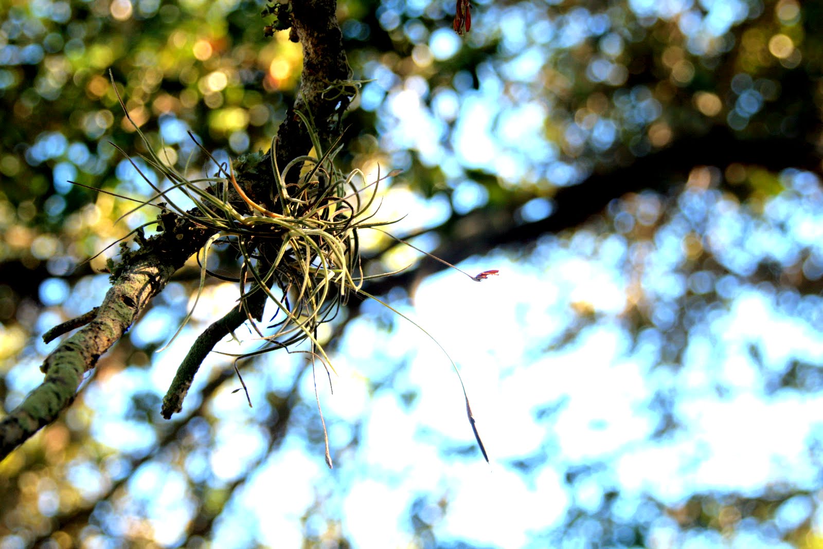 Pa Environment Digest Blog Go Native With Hawk Mountain Sanctuary