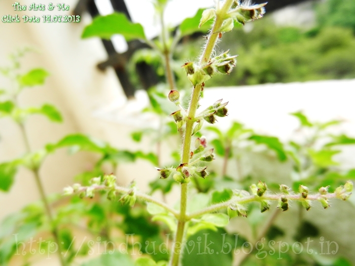 Raam TuLasi/holy basil with lavender coloured flower buds ready to blossom