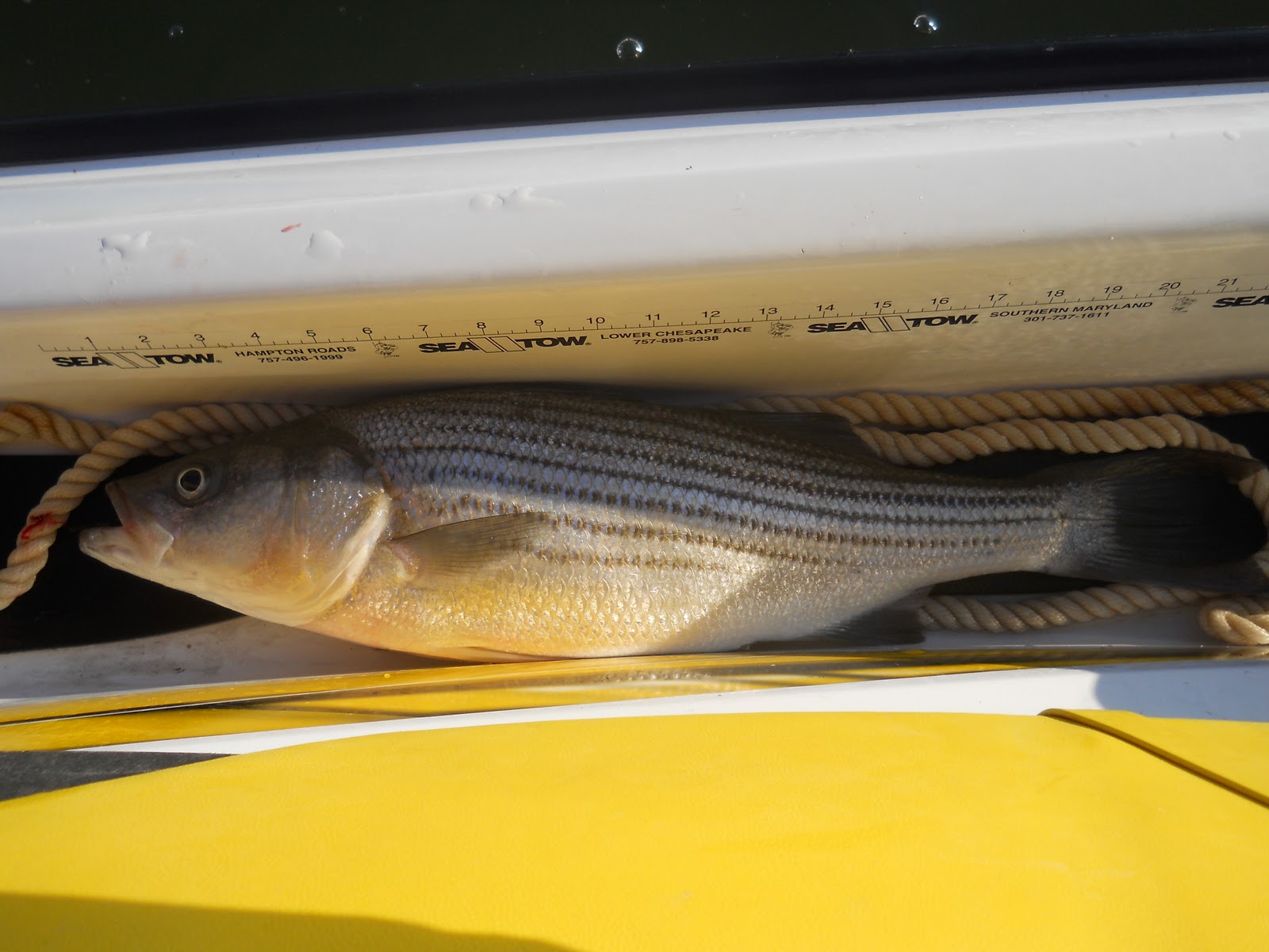 Fishing Report James River Stripers! Tidal Fish Forum