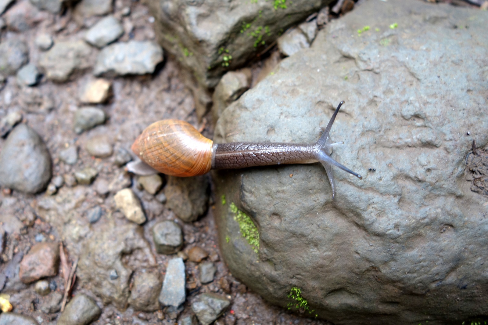 Real Monstrosities Wolf Snail