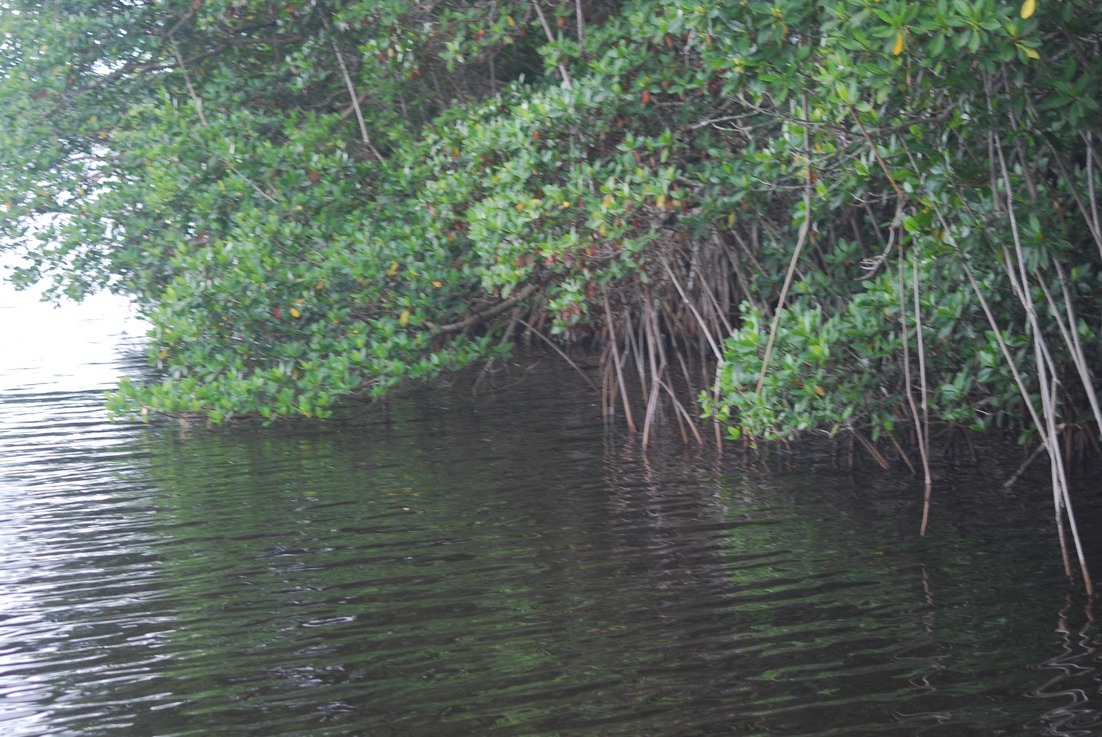 Litton's Fishing Lines: Whitewater Bay, Coot Bay, Florida Everglades National Park ...