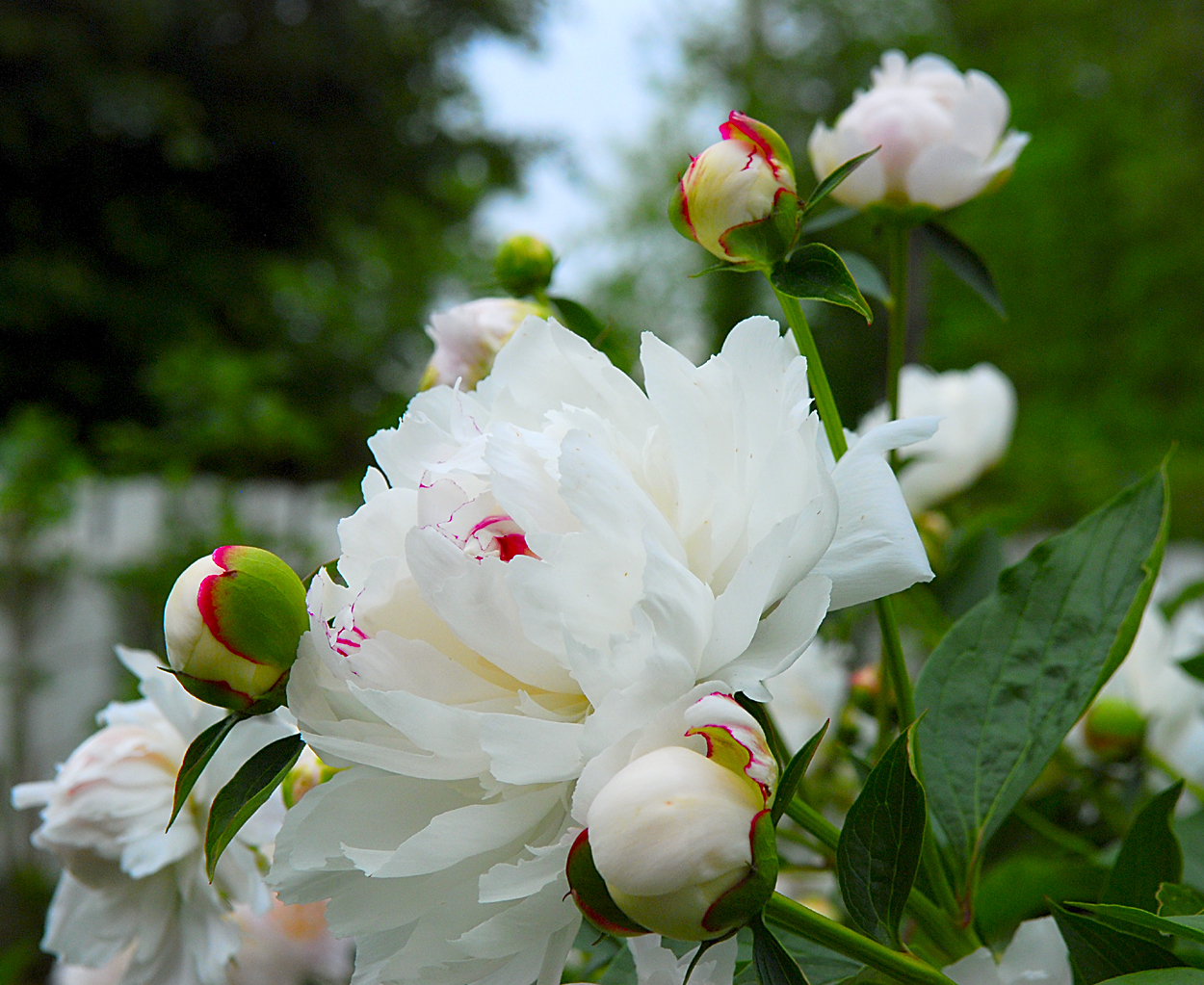 Smellatography Peonies More than just a pretty picture Snap Snap