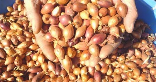 İNTFA Tarımsal Alışveriş Merkezi: Arpacık (kıska) ile Soğan Üretimi