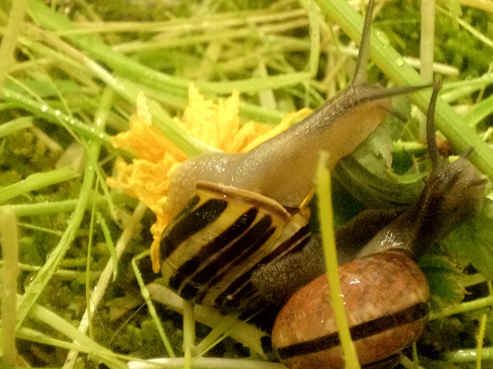 StrongStart Snail Moving