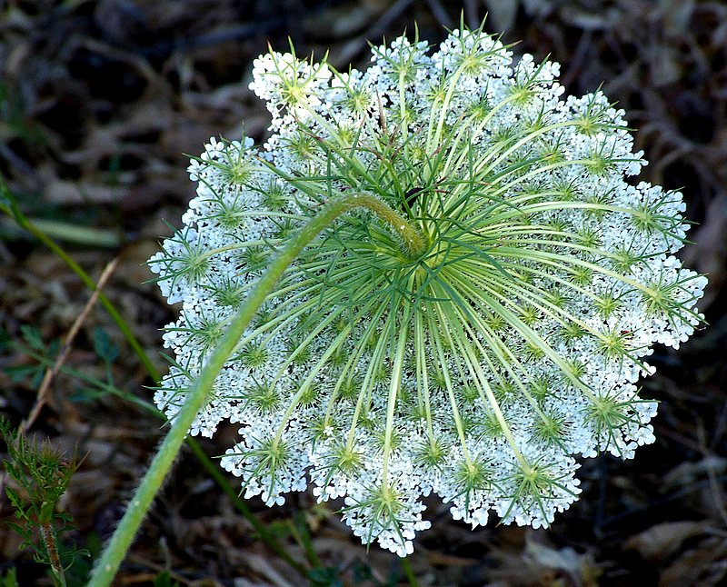 Wild Carrot Flower