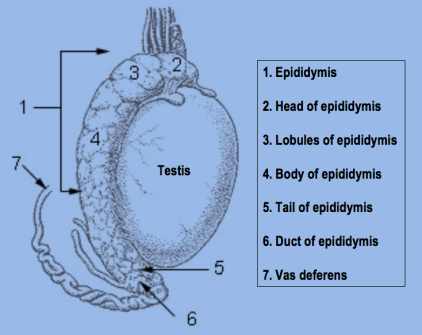 Penis head symptoms