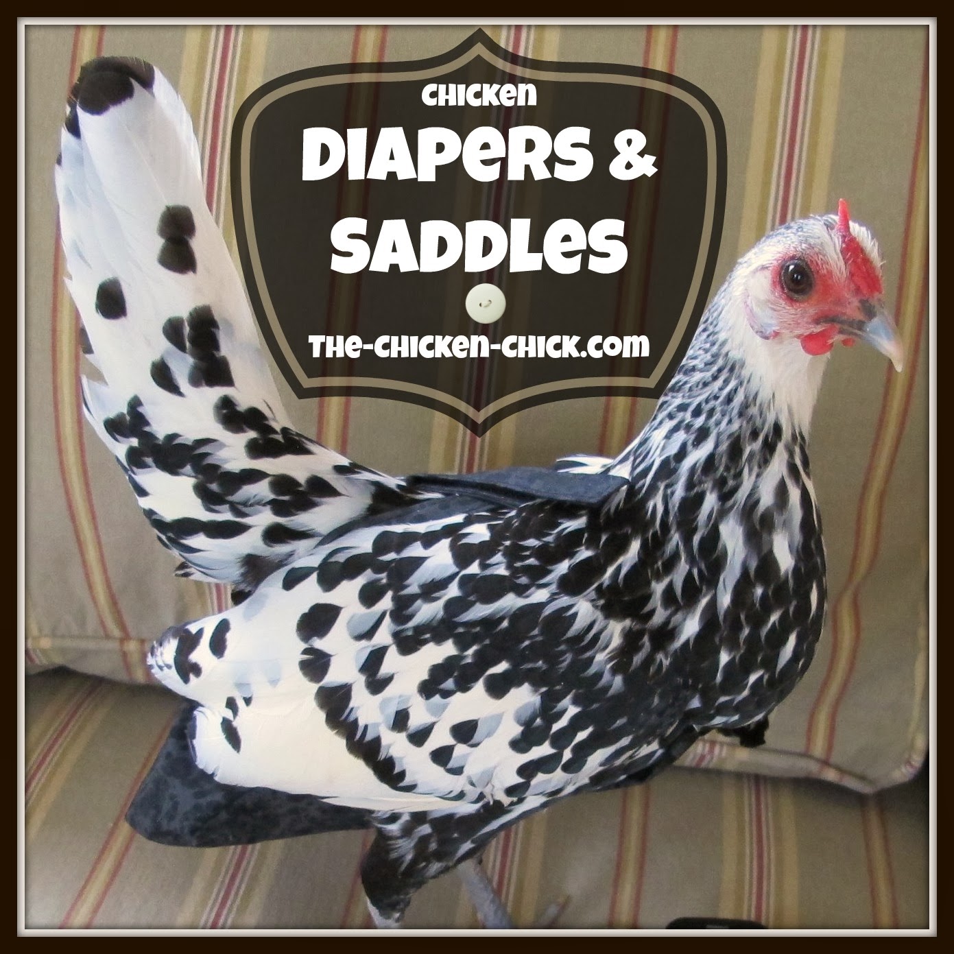 Chicken Saddles & Chicken Diapers The Chicken Chick®