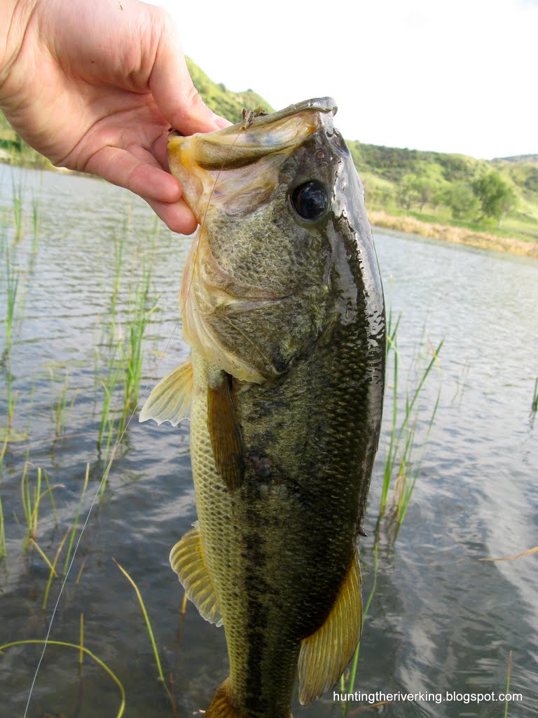 Fisherman's Retreat Bass Fishing Blast in Redlands Hunting the River King
