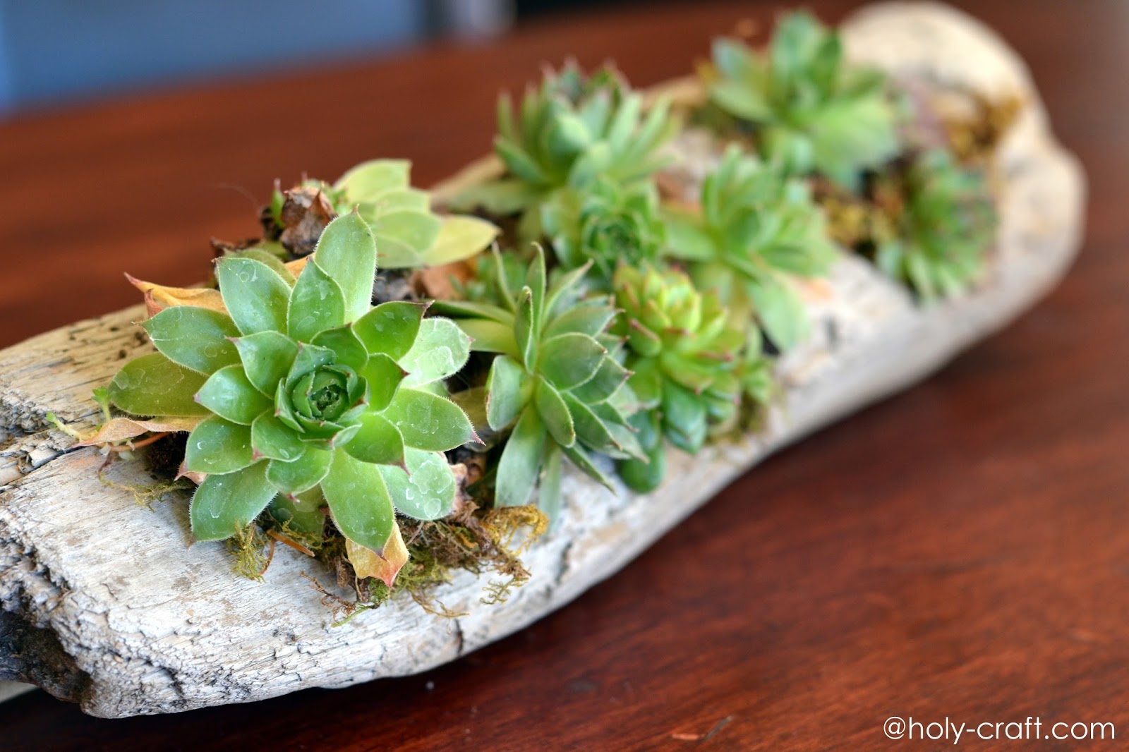 Driftwood succulent planter Rachel Teodoro