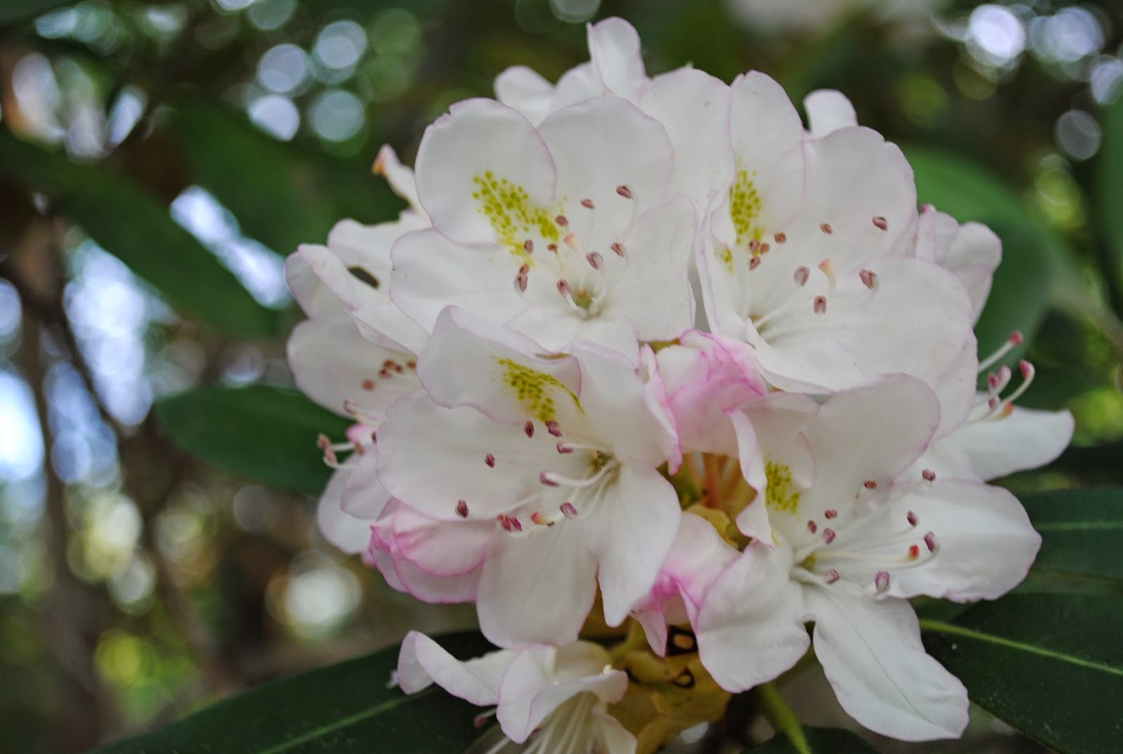 West Virginia Native WildflowersThe Big Year, 2013 Loving Summer