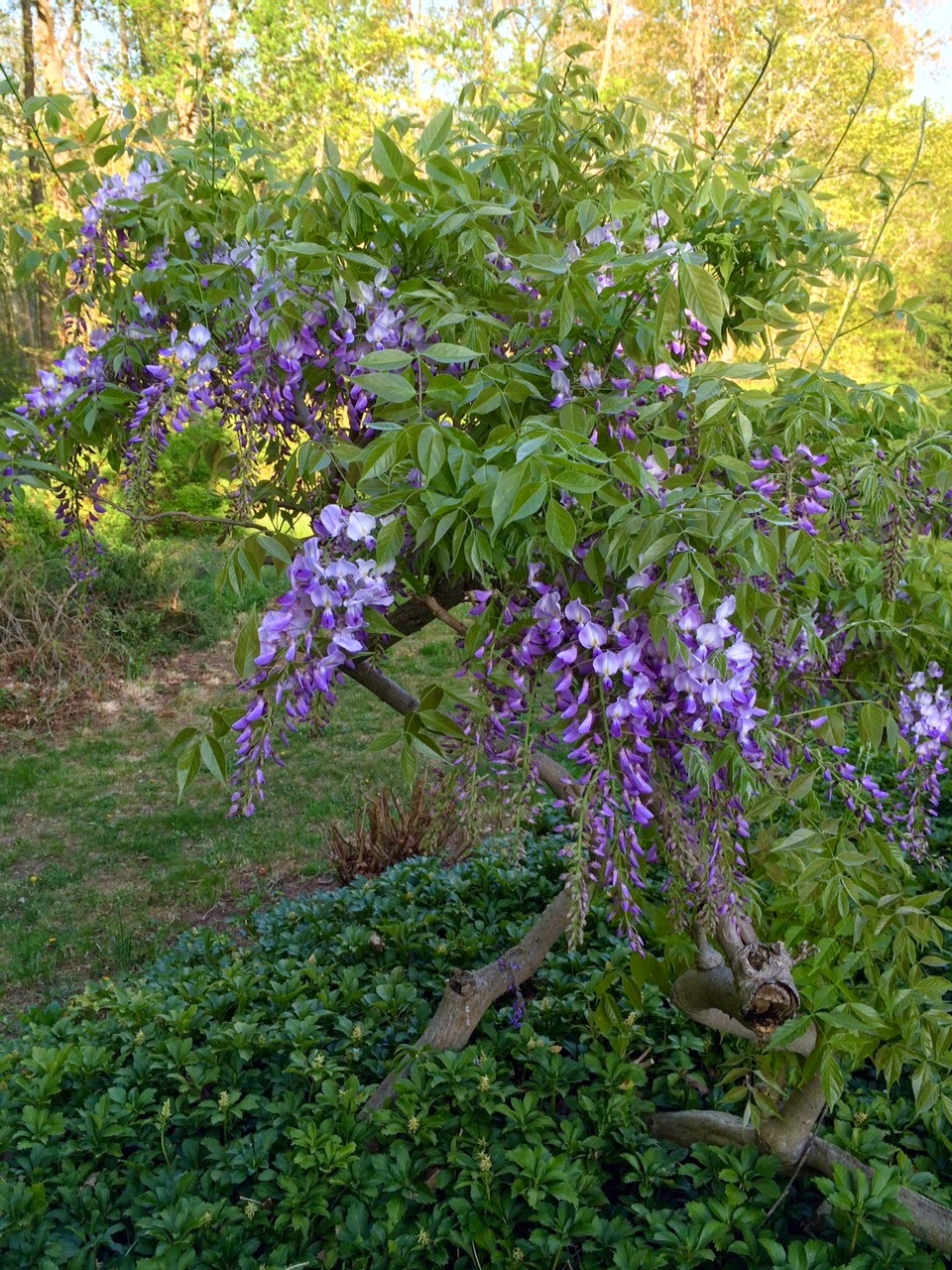 My Wisteria is Dripping with Flowers Content in a Cottage
