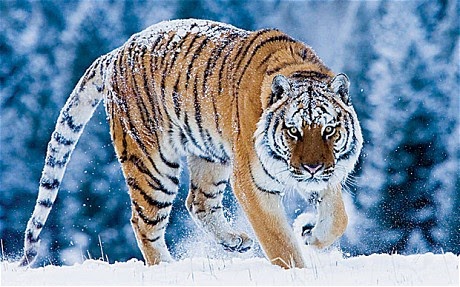 Siberian (Amur) Tiger: Happy News for Russian Amur Tigers