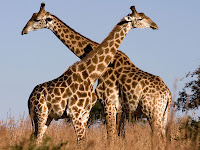 Giraffe pictures