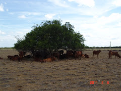 Animais na  sombra do imbuzeiro