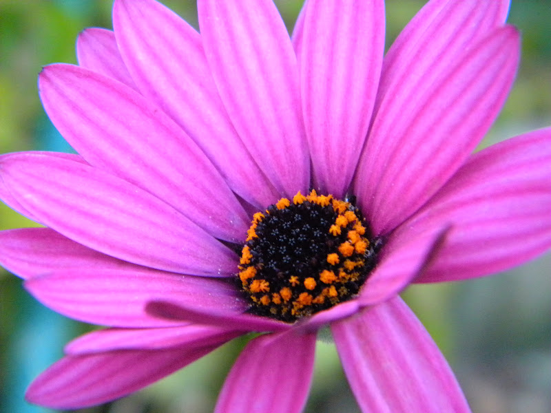 El Huerto de Tatay Margaritas de invierno