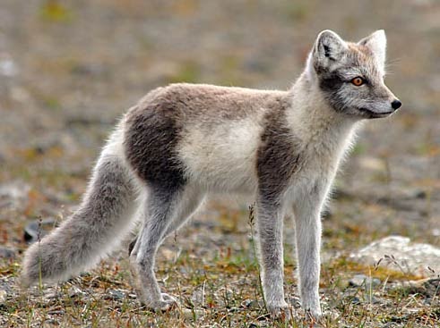 Family Canidae: Arctic Fox
