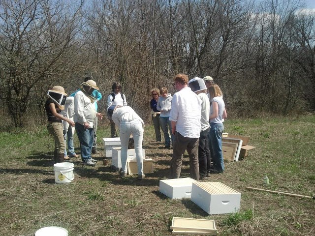 Bee Club at Work