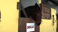 DOGAI