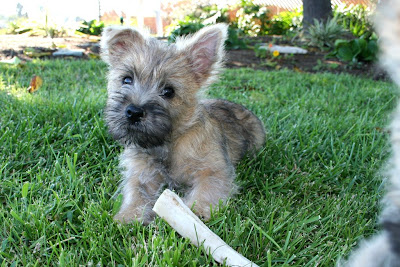 Cairn Terrier Puppies Images