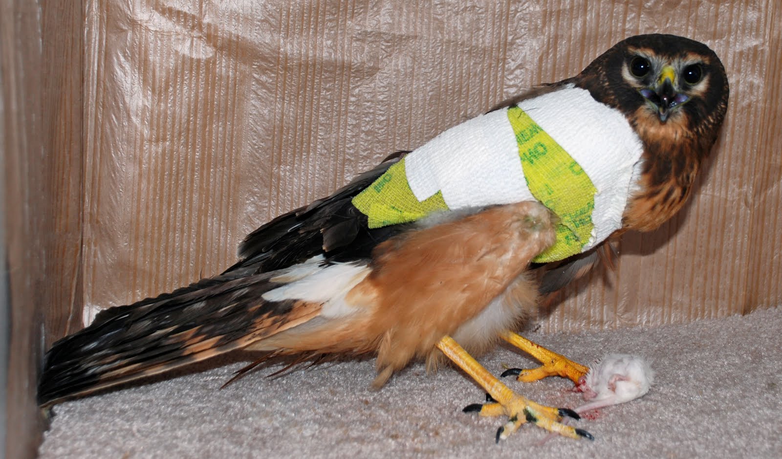 Ironside Bird Rescue, Inc. December 2012