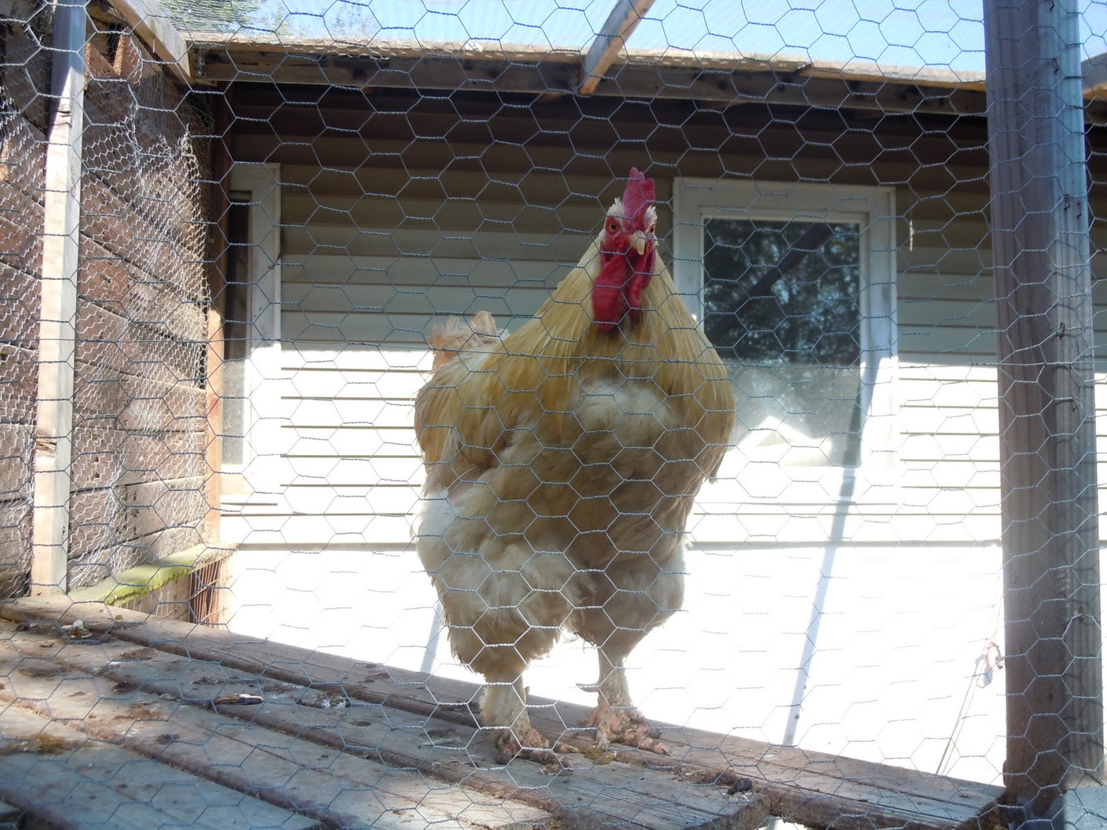 Chicken Prison Altercation at James Schroer blog