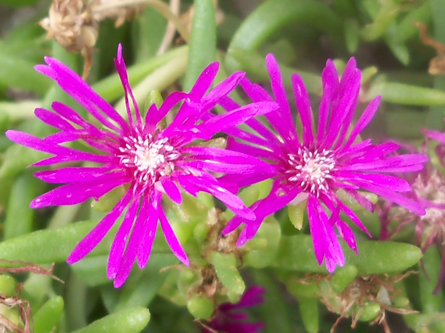 MY LIVING LENS PURPLE ICE PLANT