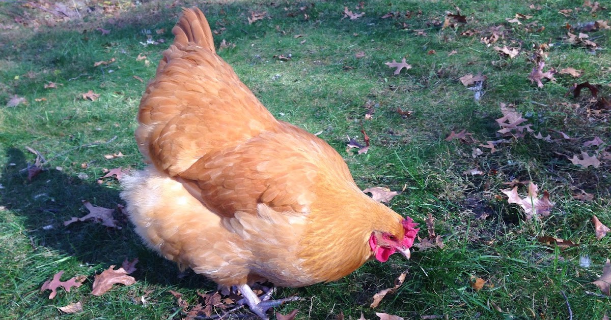 Minnesota Homesteader Chickens!