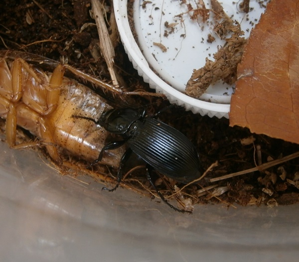 Pterostichus%25232.JPG