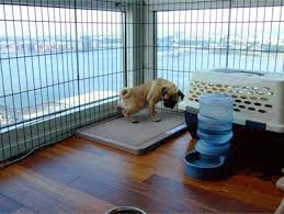 Kopekler Hakkinda Hersey