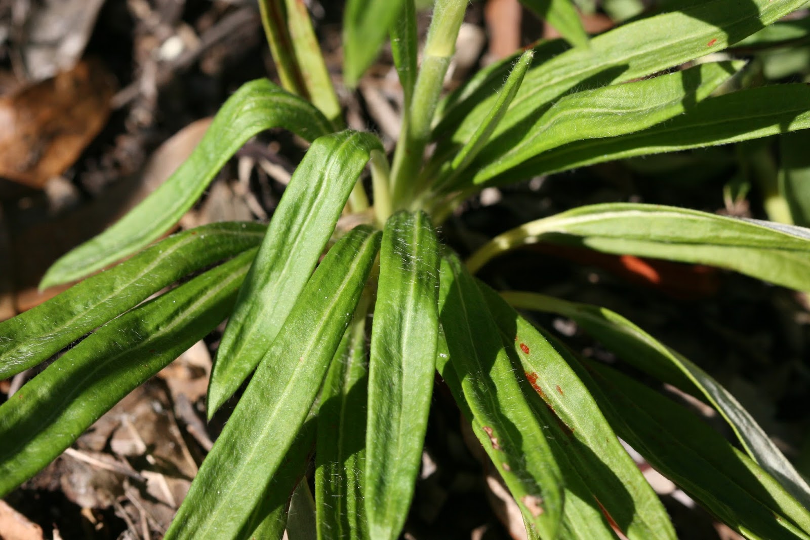 Scrub buckwheat