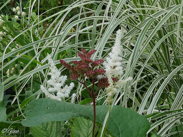 Au Jardin De Gine Buissons En Fleurs