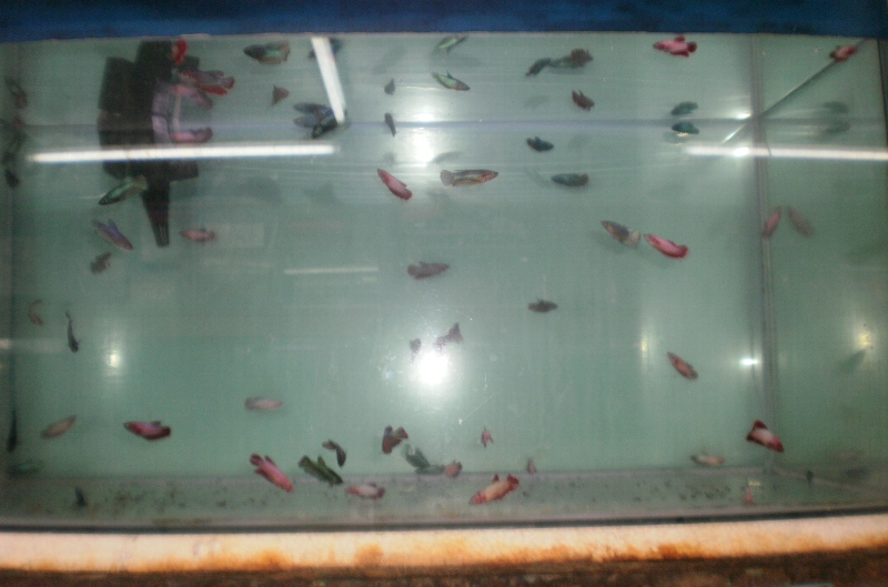 Juanghinggatitisan Cantiknya