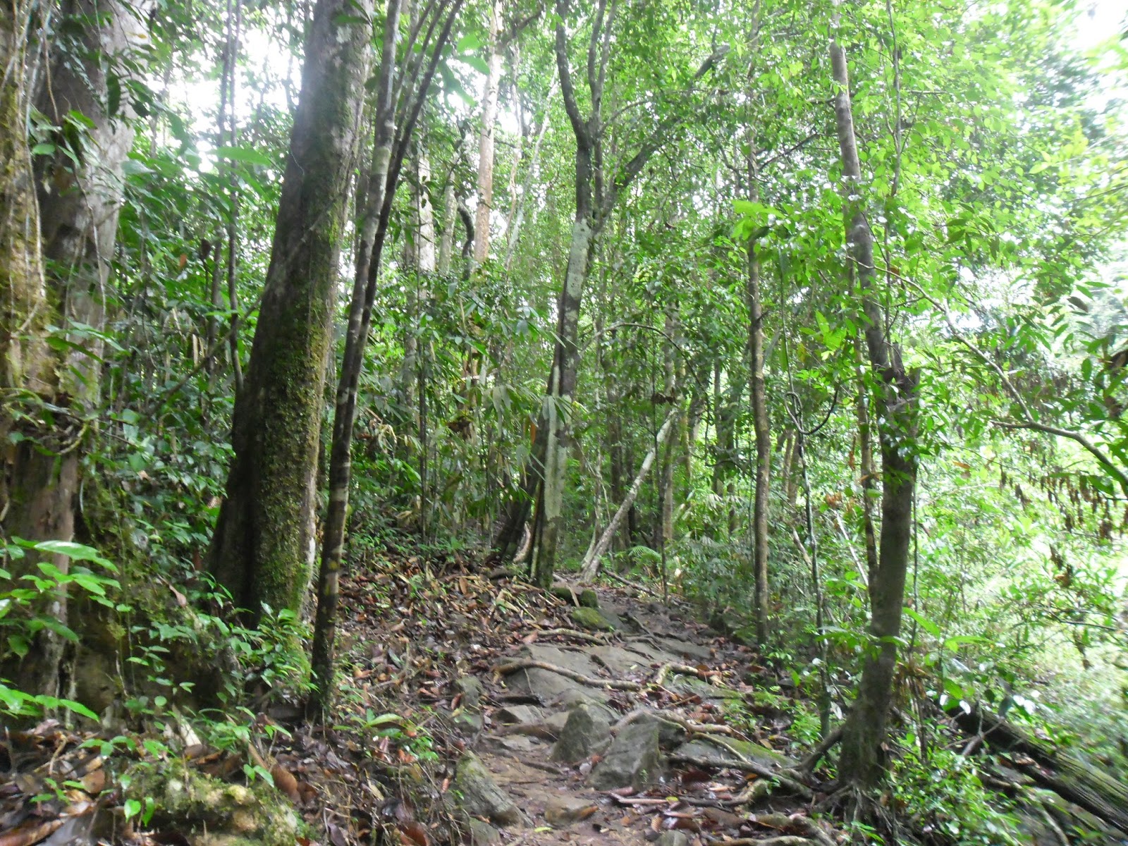 Sinharaja World Heritage Rain Forest, Sri Lanka. SL Image Gallery