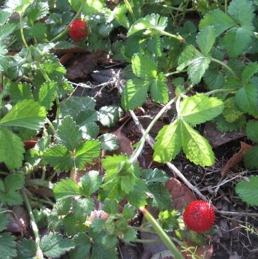 strawberry plants with new strawberries