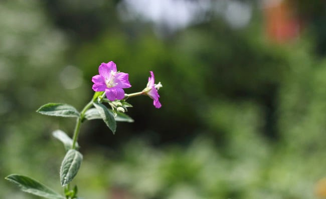 Great Willowherb Flowers Pictures Great Willowherb Flowers Pictures