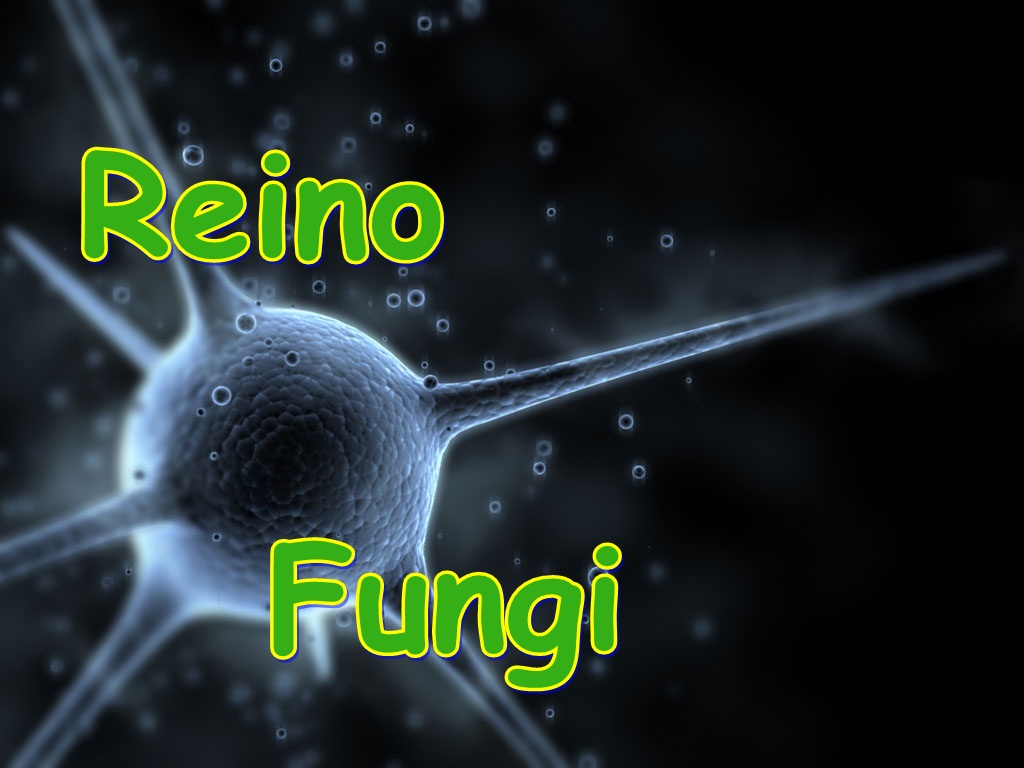 Fungo de pés e unhas