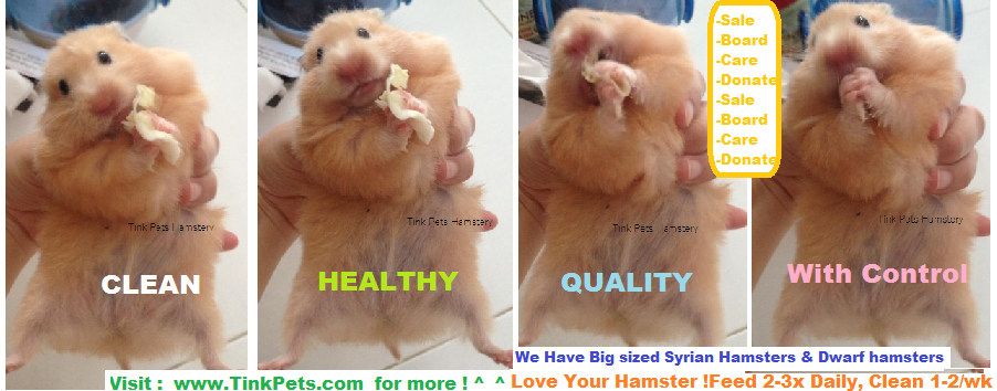 Tinky Hamstery Adoption Buy Hamster In Singapore Teddy Bear